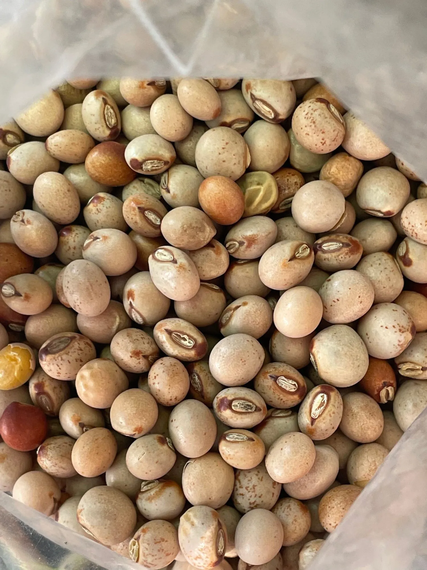 pro_78e_pigeon-pea-seeds.webp
